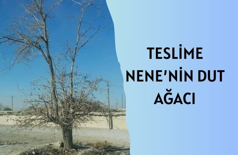 TESLİME NENE’NİN DUT AĞACI